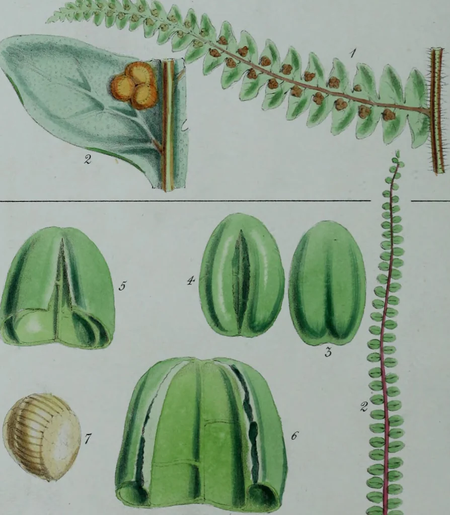 An illustration from Genera filicum, or, Illustrations of the ferns, and other allied genera / from the original coloured drawings of Francis Bauer ; with additions and descriptive letterpress, by Sir William Jackson Hooker., 1842, leaf 251
