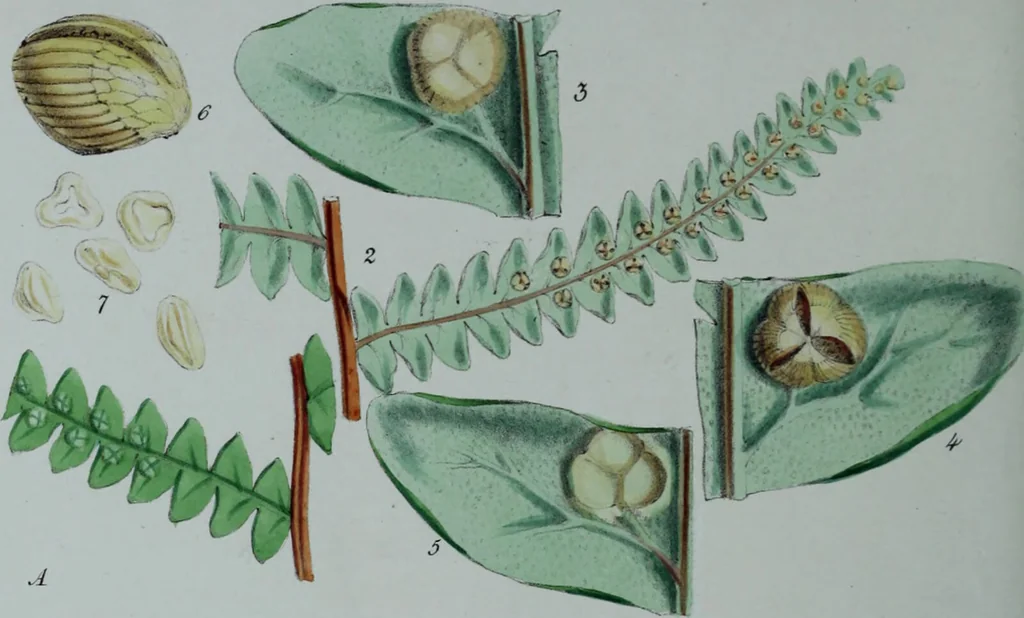 An illustration from Genera filicum, or, Illustrations of the ferns, and other allied genera / from the original coloured drawings of Francis Bauer ; with additions and descriptive letterpress, by Sir William Jackson Hooker., 1842, leaf 251