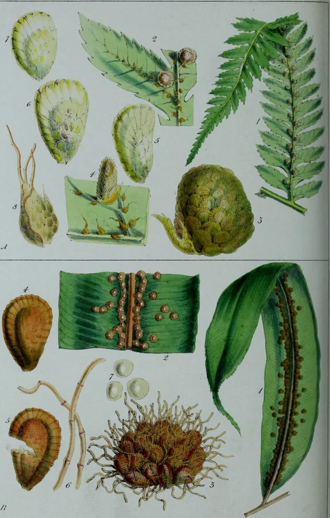 An illustration from Genera filicum, or, Illustrations of the ferns, and other allied genera / from the original coloured drawings of Francis Bauer ; with additions and descriptive letterpress, by Sir William Jackson Hooker., 1842, leaf 257