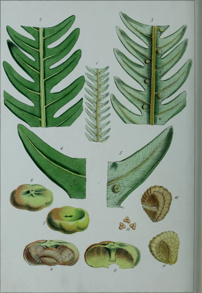 An illustration from Genera filicum, or, Illustrations of the ferns, and other allied genera / from the original coloured drawings of Francis Bauer ; with additions and descriptive letterpress, by Sir William Jackson Hooker., 1842, leaf 263