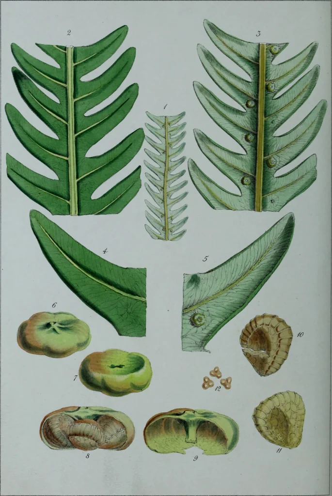 An illustration from Genera filicum, or, Illustrations of the ferns, and other allied genera / from the original coloured drawings of Francis Bauer ; with additions and descriptive letterpress, by Sir William Jackson Hooker., 1842, leaf 263