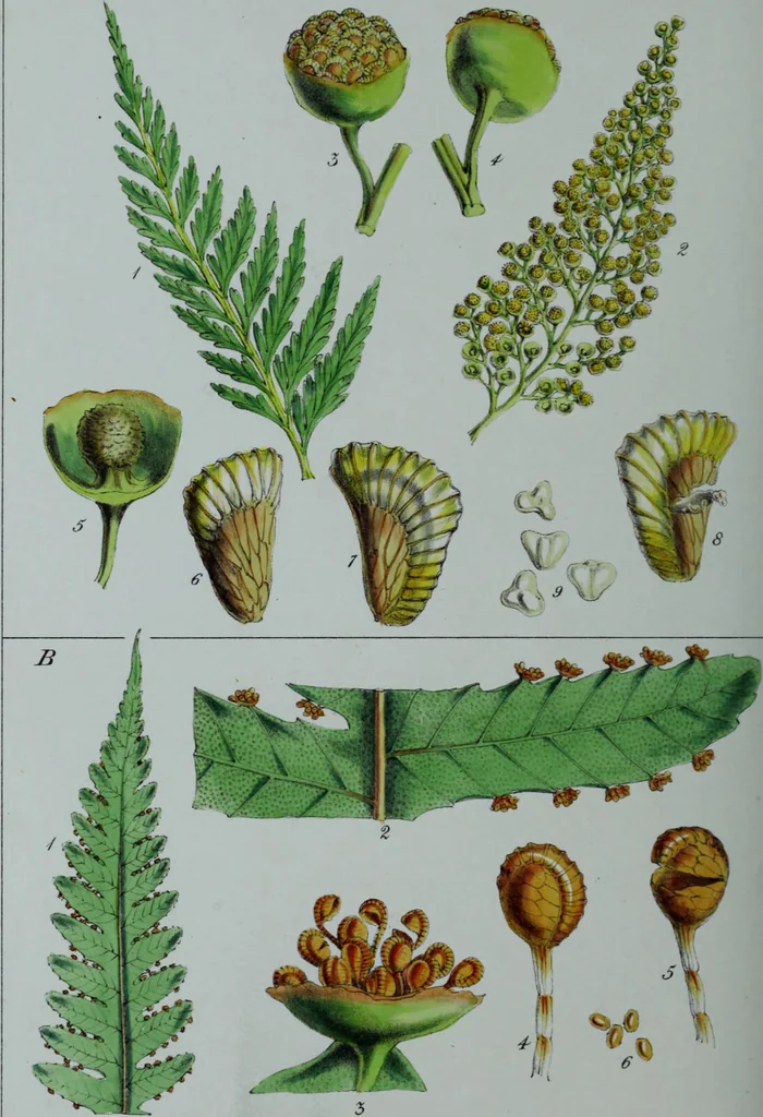 An illustration from Genera filicum, or, Illustrations of the ferns, and other allied genera / from the original coloured drawings of Francis Bauer ; with additions and descriptive letterpress, by Sir William Jackson Hooker., 1842, leaf 269