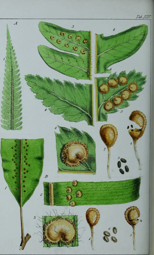 An illustration from Genera filicum, or, Illustrations of the ferns, and other allied genera / from the original coloured drawings of Francis Bauer ; with additions and descriptive letterpress, by Sir William Jackson Hooker., 1842, leaf 275