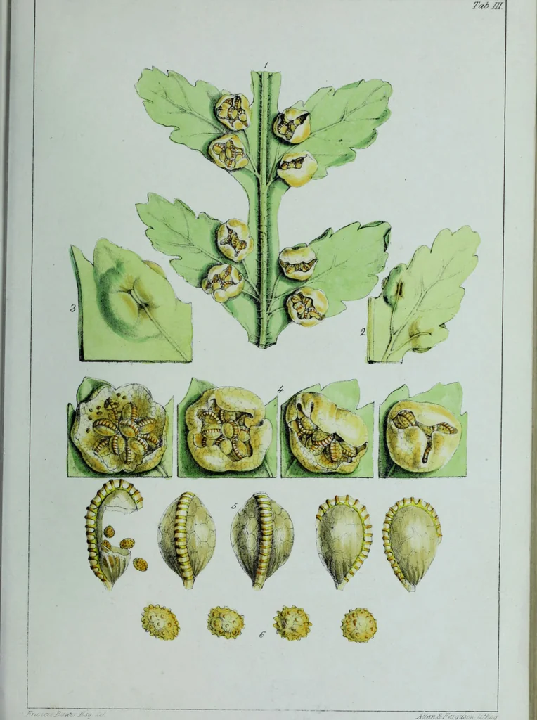 An illustration from Genera filicum, or, Illustrations of the ferns, and other allied genera / from the original coloured drawings of Francis Bauer ; with additions and descriptive letterpress, by Sir William Jackson Hooker., 1842, leaf 28