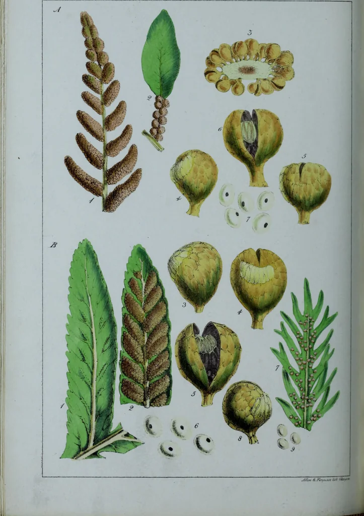 An illustration from Genera filicum, or, Illustrations of the ferns, and other allied genera / from the original coloured drawings of Francis Bauer ; with additions and descriptive letterpress, by Sir William Jackson Hooker., 1842, leaf 281