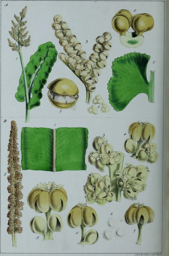 An illustration from Genera filicum, or, Illustrations of the ferns, and other allied genera / from the original coloured drawings of Francis Bauer ; with additions and descriptive letterpress, by Sir William Jackson Hooker., 1842, leaf 287