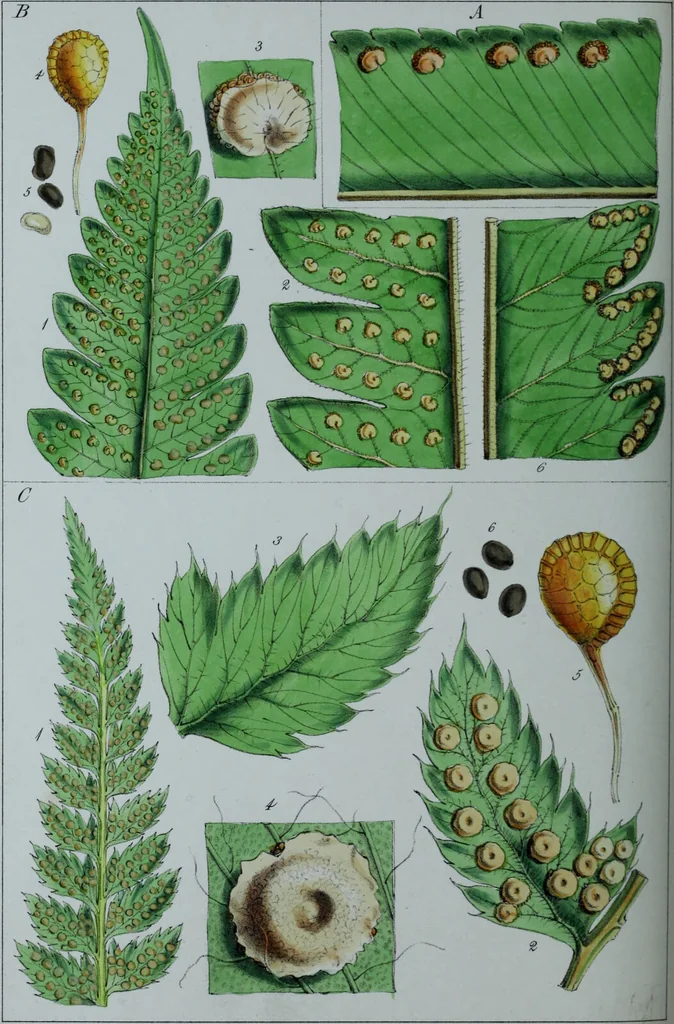 An illustration from Genera filicum, or, Illustrations of the ferns, and other allied genera / from the original coloured drawings of Francis Bauer ; with additions and descriptive letterpress, by Sir William Jackson Hooker., 1842, leaf 293