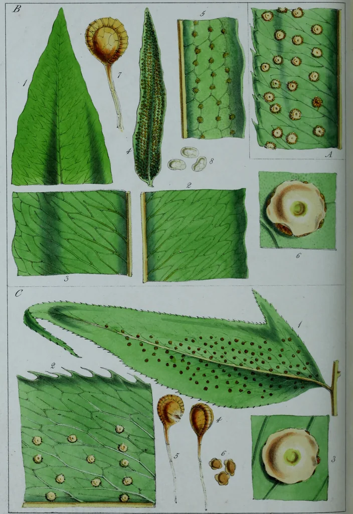 An illustration from Genera filicum, or, Illustrations of the ferns, and other allied genera / from the original coloured drawings of Francis Bauer ; with additions and descriptive letterpress, by Sir William Jackson Hooker., 1842, leaf 299