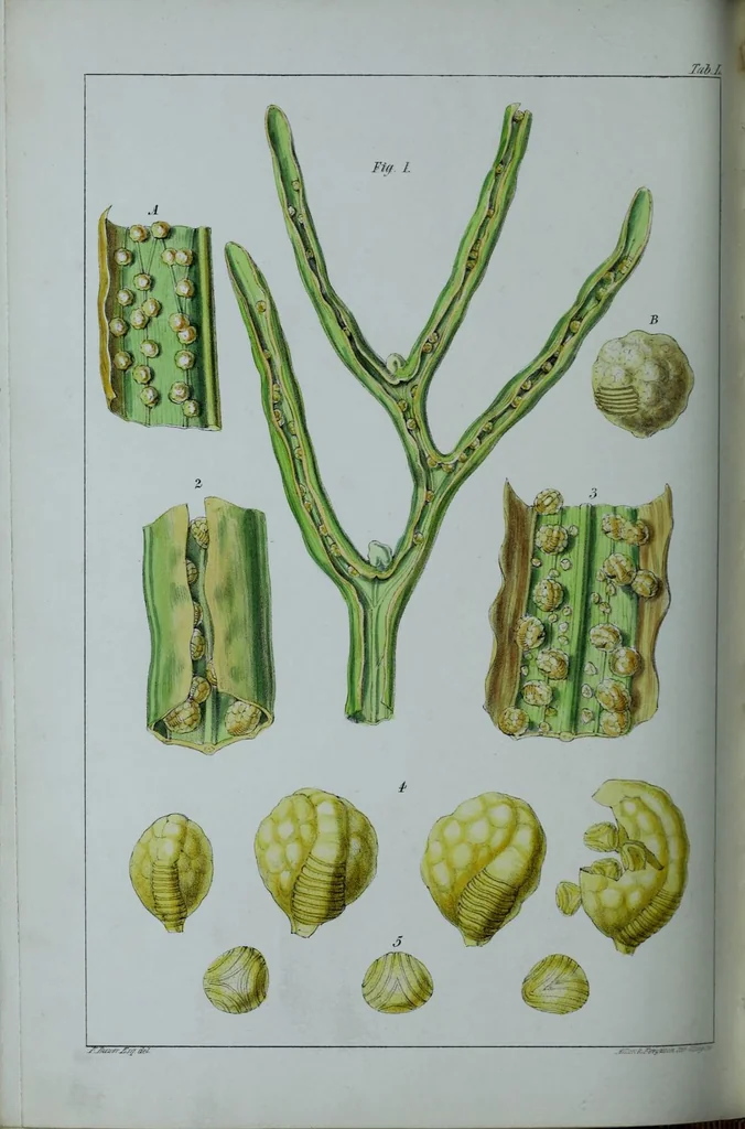An illustration from Genera filicum, or, Illustrations of the ferns, and other allied genera / from the original coloured drawings of Francis Bauer ; with additions and descriptive letterpress, by Sir William Jackson Hooker., 1842, leaf 305