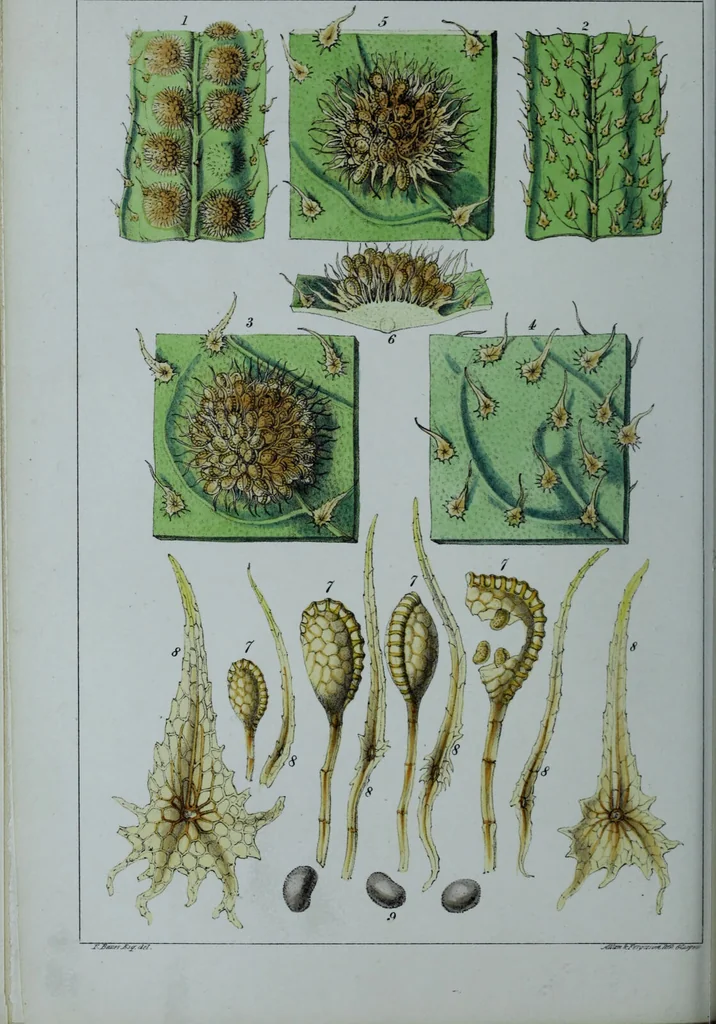 An illustration from Genera filicum, or, Illustrations of the ferns, and other allied genera / from the original coloured drawings of Francis Bauer ; with additions and descriptive letterpress, by Sir William Jackson Hooker., 1842, leaf 311
