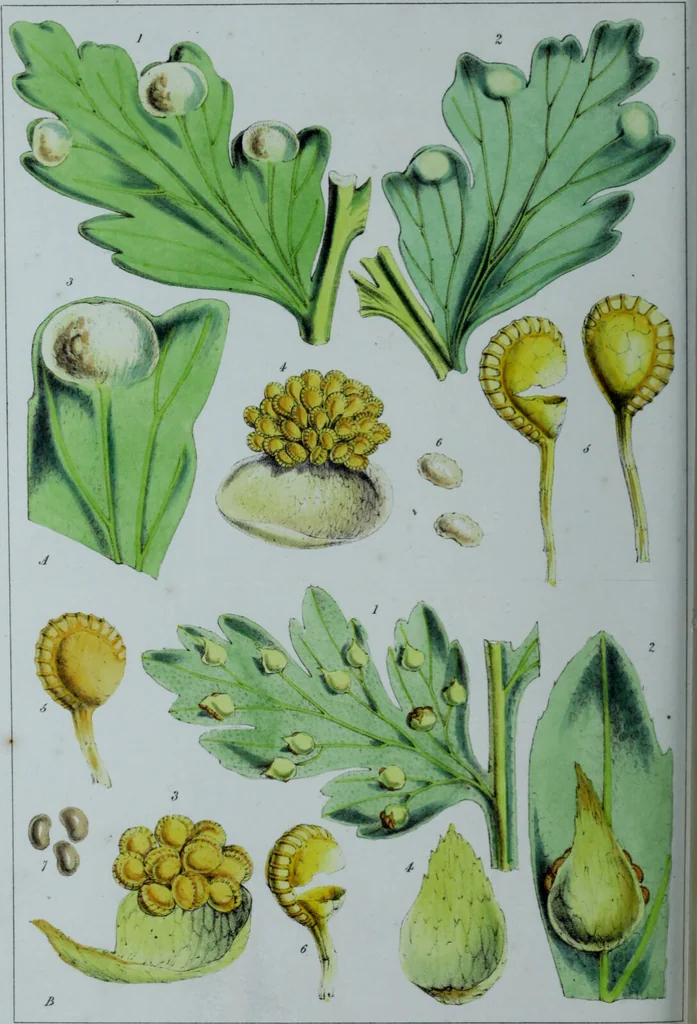 An illustration from Genera filicum, or, Illustrations of the ferns, and other allied genera / from the original coloured drawings of Francis Bauer ; with additions and descriptive letterpress, by Sir William Jackson Hooker., 1842, leaf 317