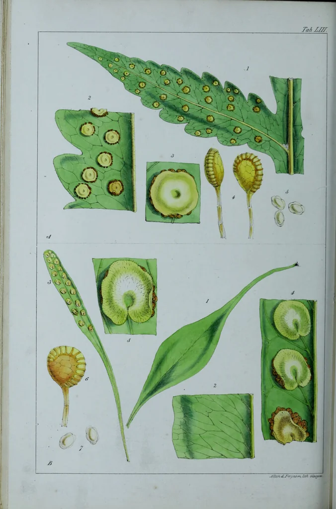 An illustration from Genera filicum, or, Illustrations of the ferns, and other allied genera / from the original coloured drawings of Francis Bauer ; with additions and descriptive letterpress, by Sir William Jackson Hooker., 1842, leaf 323