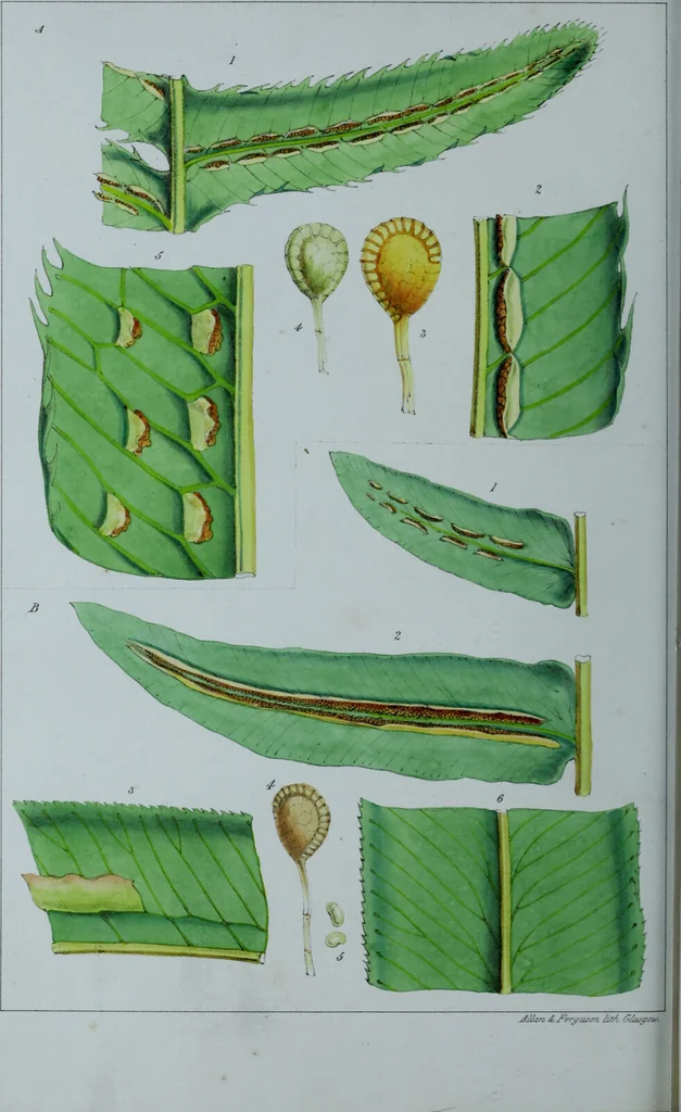 An illustration from Genera filicum, or, Illustrations of the ferns, and other allied genera / from the original coloured drawings of Francis Bauer ; with additions and descriptive letterpress, by Sir William Jackson Hooker., 1842, leaf 329