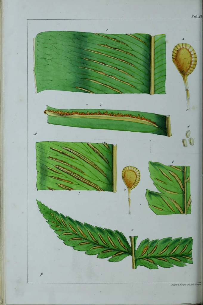An illustration from Genera filicum, or, Illustrations of the ferns, and other allied genera / from the original coloured drawings of Francis Bauer ; with additions and descriptive letterpress, by Sir William Jackson Hooker., 1842, leaf 335