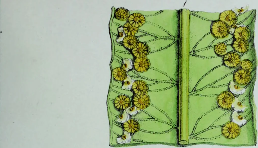 An illustration from Genera filicum, or, Illustrations of the ferns, and other allied genera / from the original coloured drawings of Francis Bauer ; with additions and descriptive letterpress, by Sir William Jackson Hooker., 1842, leaf 34