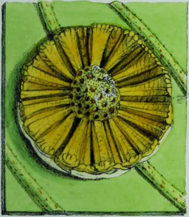 An illustration from Genera filicum, or, Illustrations of the ferns, and other allied genera / from the original coloured drawings of Francis Bauer ; with additions and descriptive letterpress, by Sir William Jackson Hooker., 1842, leaf 34