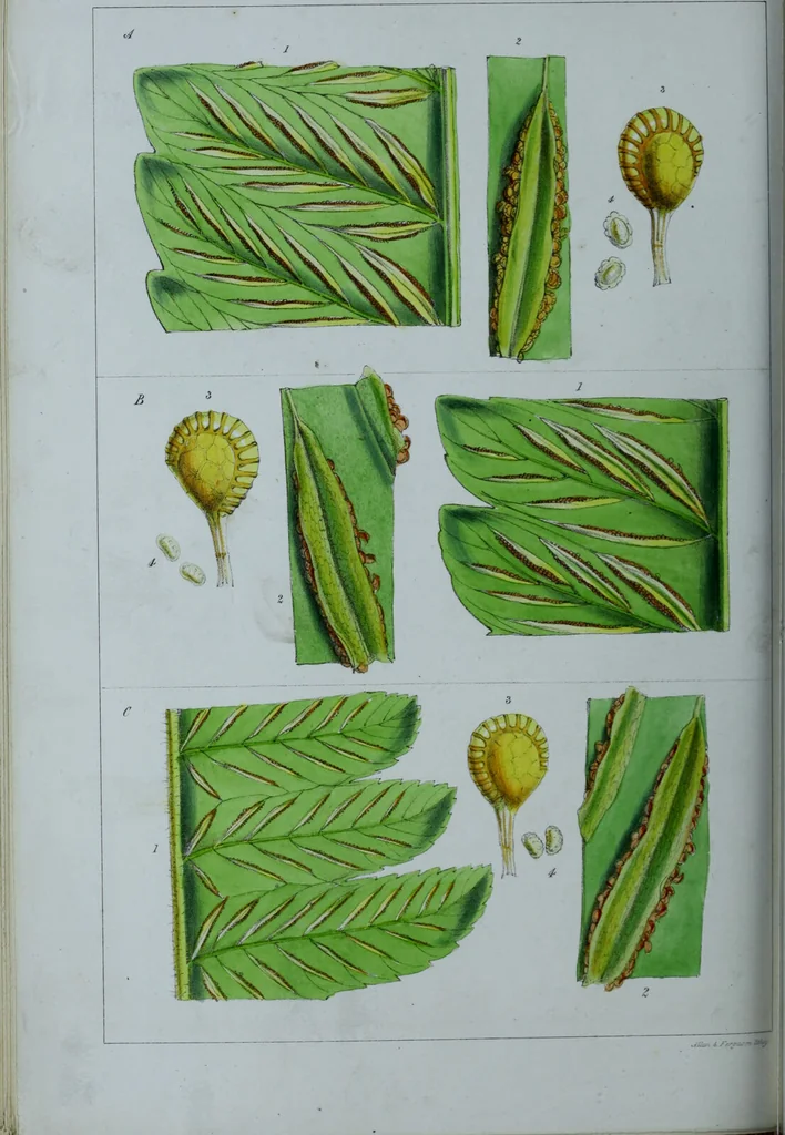An illustration from Genera filicum, or, Illustrations of the ferns, and other allied genera / from the original coloured drawings of Francis Bauer ; with additions and descriptive letterpress, by Sir William Jackson Hooker., 1842, leaf 341