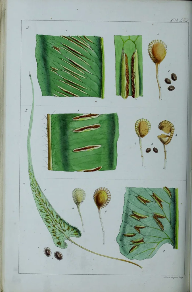 An illustration from Genera filicum, or, Illustrations of the ferns, and other allied genera / from the original coloured drawings of Francis Bauer ; with additions and descriptive letterpress, by Sir William Jackson Hooker., 1842, leaf 347