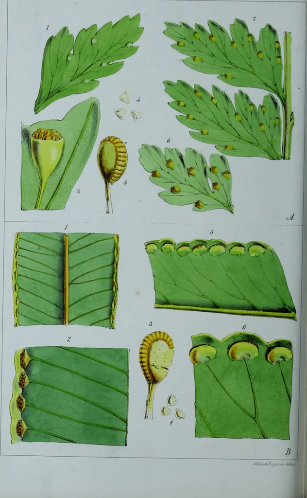 An illustration from Genera filicum, or, Illustrations of the ferns, and other allied genera / from the original coloured drawings of Francis Bauer ; with additions and descriptive letterpress, by Sir William Jackson Hooker., 1842, leaf 353