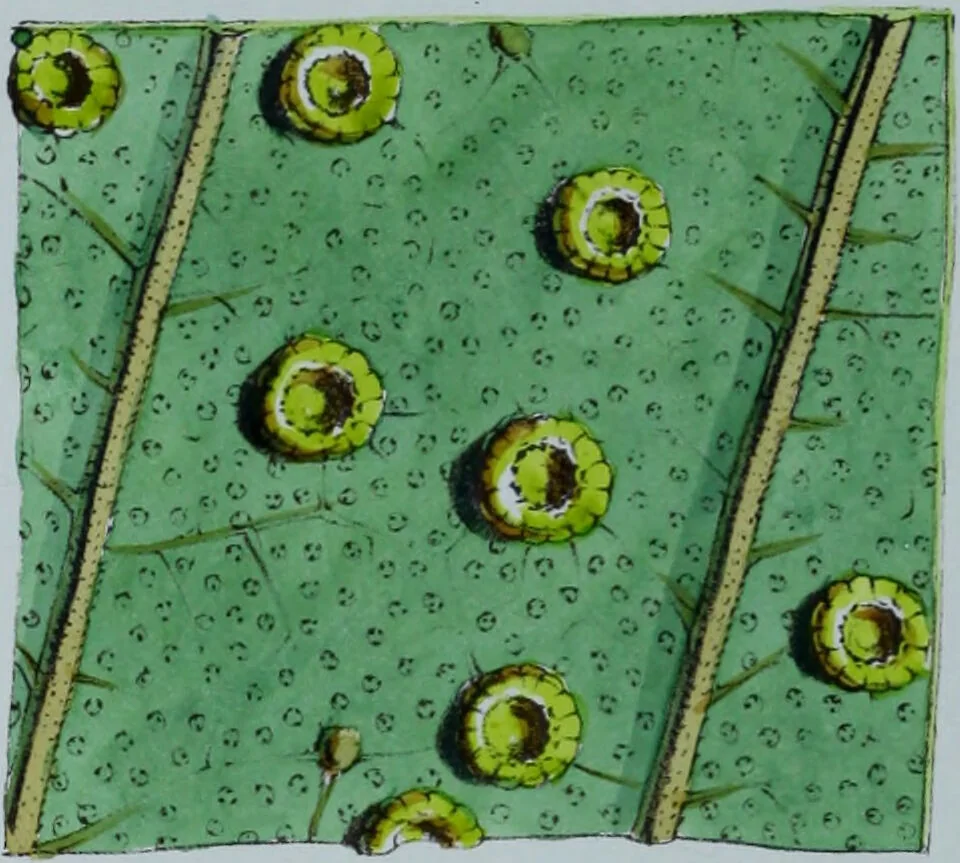 An illustration from Genera filicum, or, Illustrations of the ferns, and other allied genera / from the original coloured drawings of Francis Bauer ; with additions and descriptive letterpress, by Sir William Jackson Hooker., 1842, leaf 359