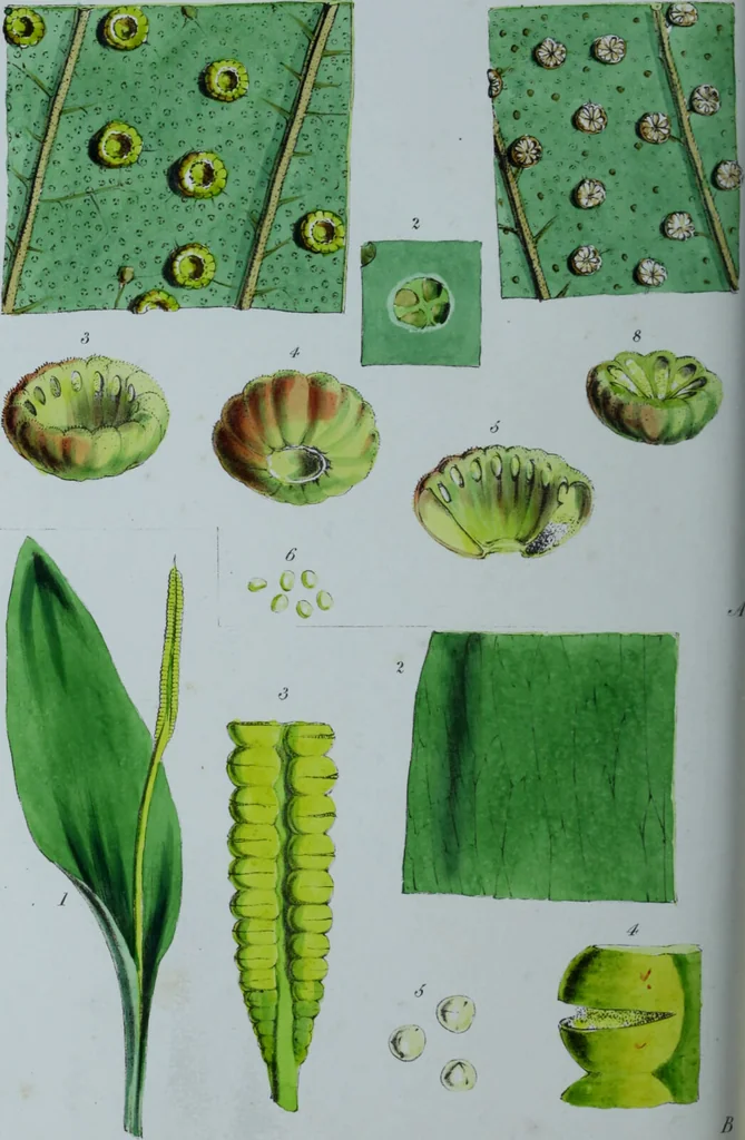 An illustration from Genera filicum, or, Illustrations of the ferns, and other allied genera / from the original coloured drawings of Francis Bauer ; with additions and descriptive letterpress, by Sir William Jackson Hooker., 1842, leaf 359