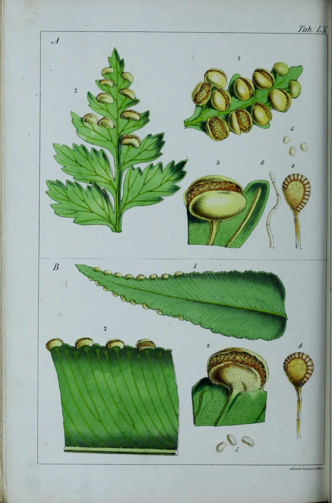 An illustration from Genera filicum, or, Illustrations of the ferns, and other allied genera / from the original coloured drawings of Francis Bauer ; with additions and descriptive letterpress, by Sir William Jackson Hooker., 1842, leaf 365