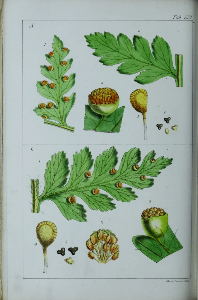 An illustration from Genera filicum, or, Illustrations of the ferns, and other allied genera / from the original coloured drawings of Francis Bauer ; with additions and descriptive letterpress, by Sir William Jackson Hooker., 1842, leaf 371
