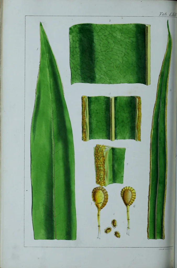 An illustration from Genera filicum, or, Illustrations of the ferns, and other allied genera / from the original coloured drawings of Francis Bauer ; with additions and descriptive letterpress, by Sir William Jackson Hooker., 1842, leaf 377
