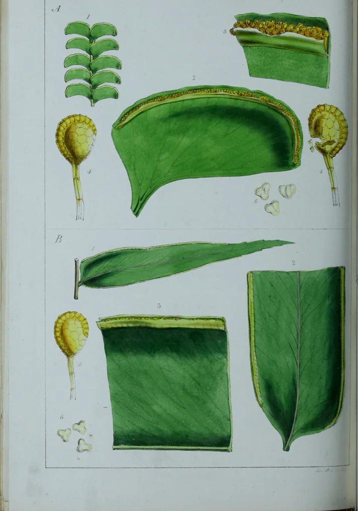 An illustration from Genera filicum, or, Illustrations of the ferns, and other allied genera / from the original coloured drawings of Francis Bauer ; with additions and descriptive letterpress, by Sir William Jackson Hooker., 1842, leaf 383
