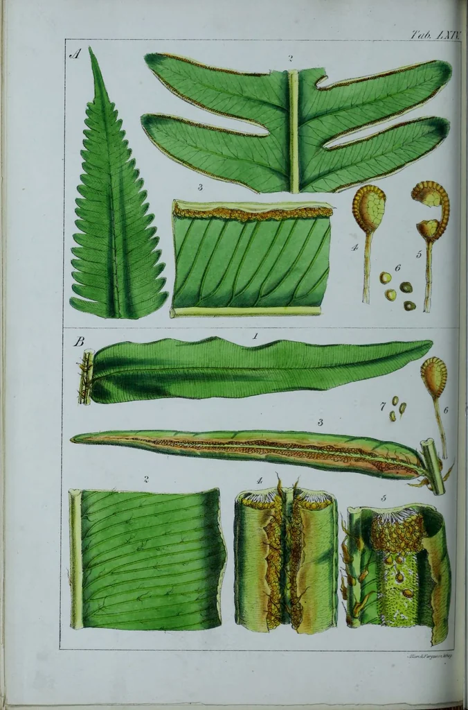 An illustration from Genera filicum, or, Illustrations of the ferns, and other allied genera / from the original coloured drawings of Francis Bauer ; with additions and descriptive letterpress, by Sir William Jackson Hooker., 1842, leaf 389