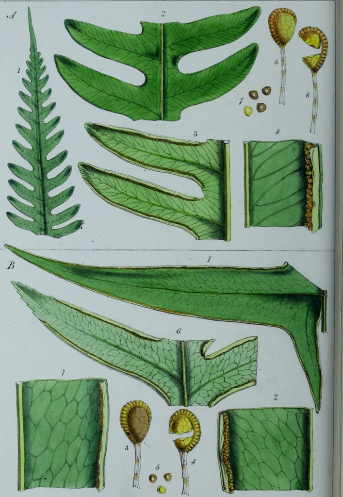An illustration from Genera filicum, or, Illustrations of the ferns, and other allied genera / from the original coloured drawings of Francis Bauer ; with additions and descriptive letterpress, by Sir William Jackson Hooker., 1842, leaf 395