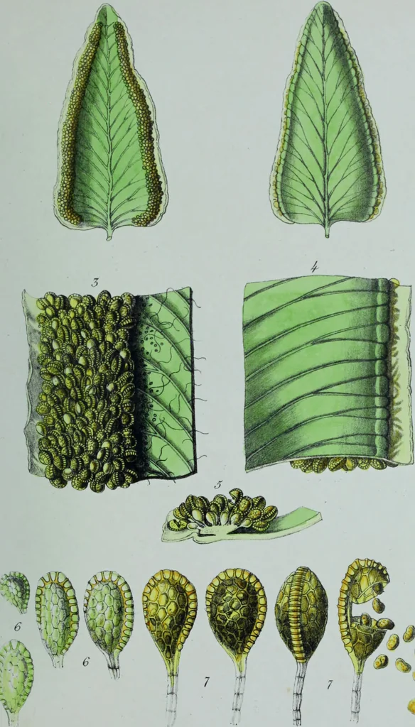 An illustration from Genera filicum, or, Illustrations of the ferns, and other allied genera / from the original coloured drawings of Francis Bauer ; with additions and descriptive letterpress, by Sir William Jackson Hooker., 1842, leaf 40