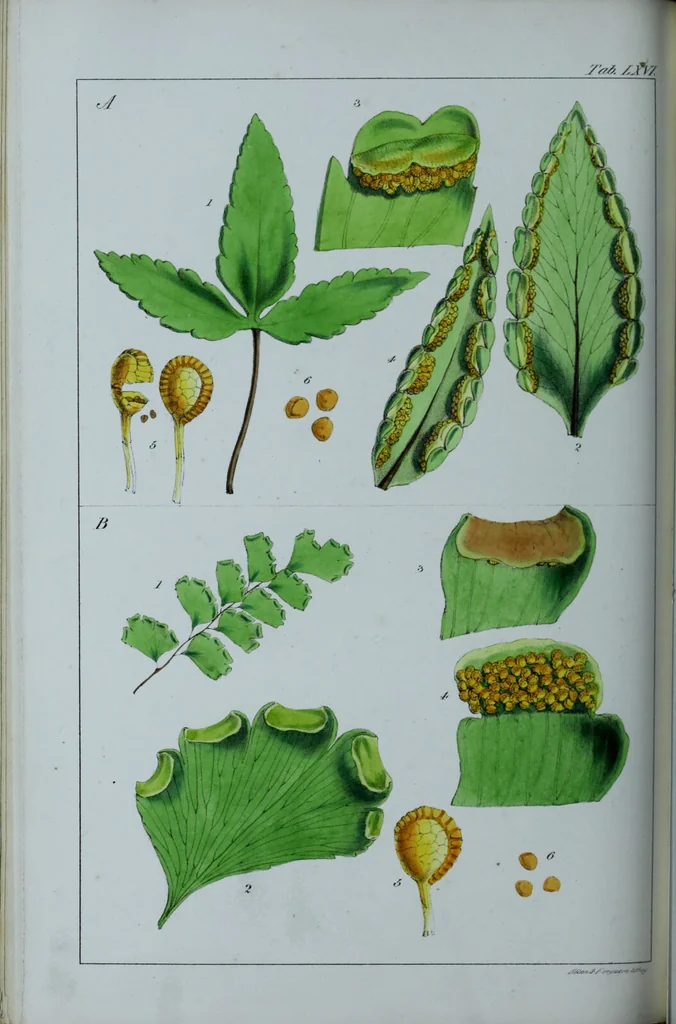 An illustration from Genera filicum, or, Illustrations of the ferns, and other allied genera / from the original coloured drawings of Francis Bauer ; with additions and descriptive letterpress, by Sir William Jackson Hooker., 1842, leaf 401