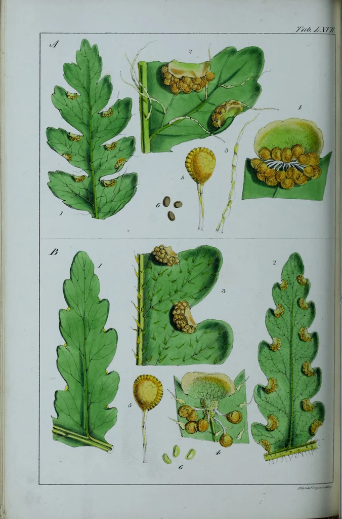 An illustration from Genera filicum, or, Illustrations of the ferns, and other allied genera / from the original coloured drawings of Francis Bauer ; with additions and descriptive letterpress, by Sir William Jackson Hooker., 1842, leaf 407