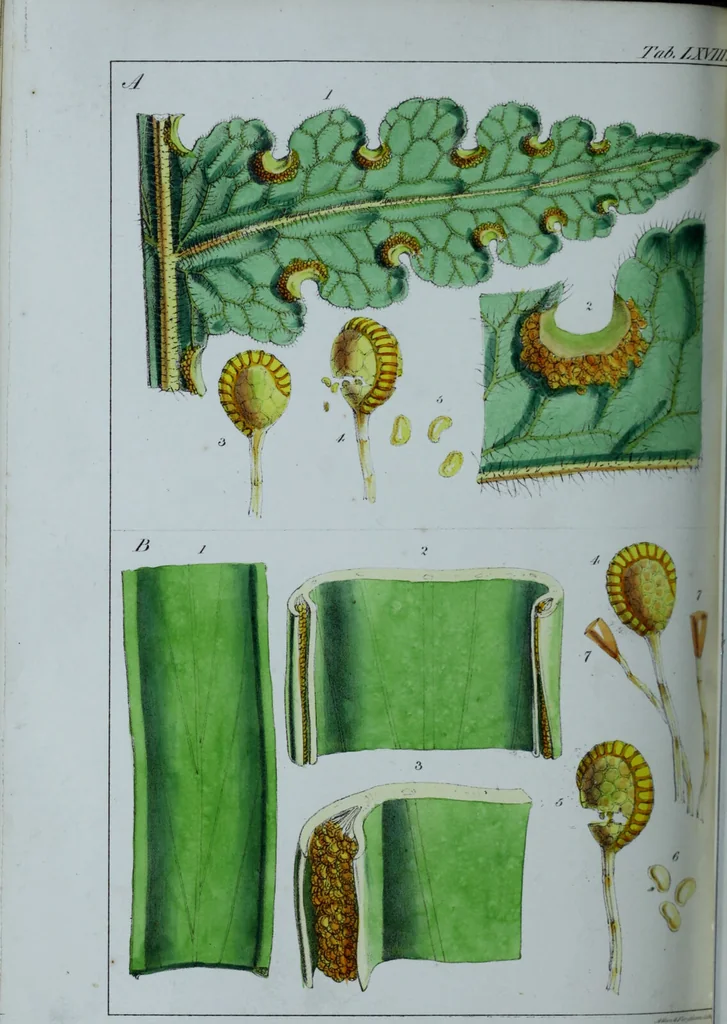 An illustration from Genera filicum, or, Illustrations of the ferns, and other allied genera / from the original coloured drawings of Francis Bauer ; with additions and descriptive letterpress, by Sir William Jackson Hooker., 1842, leaf 413