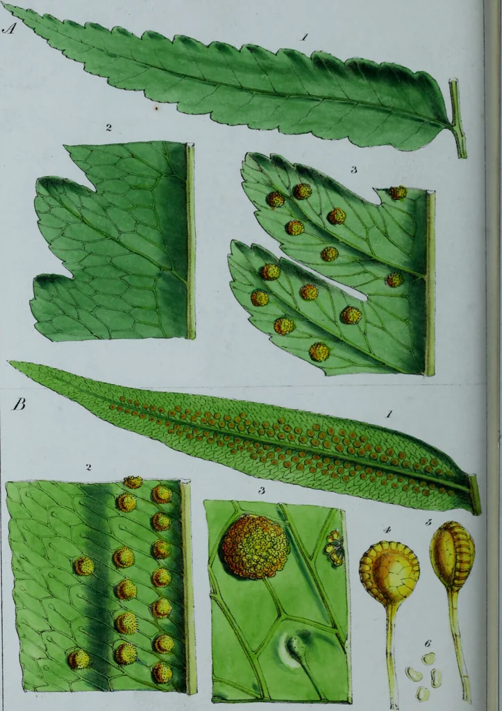 An illustration from Genera filicum, or, Illustrations of the ferns, and other allied genera / from the original coloured drawings of Francis Bauer ; with additions and descriptive letterpress, by Sir William Jackson Hooker., 1842, leaf 425
