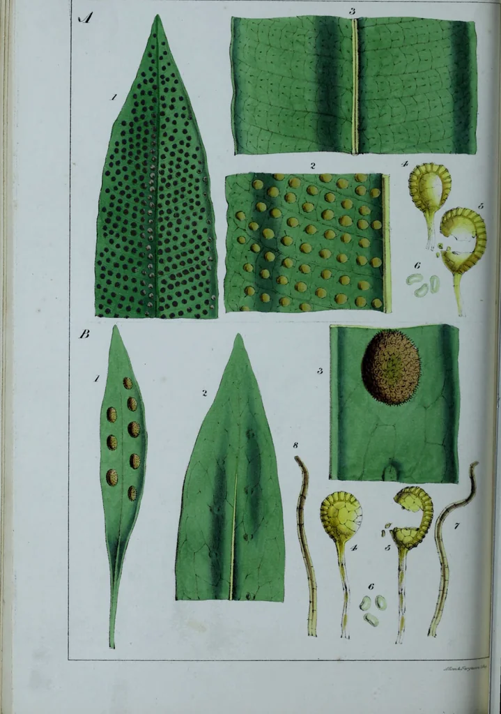An illustration from Genera filicum, or, Illustrations of the ferns, and other allied genera / from the original coloured drawings of Francis Bauer ; with additions and descriptive letterpress, by Sir William Jackson Hooker., 1842, leaf 431