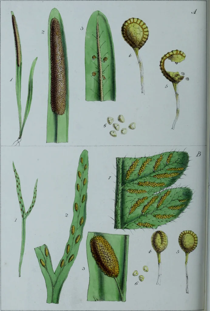 An illustration from Genera filicum, or, Illustrations of the ferns, and other allied genera / from the original coloured drawings of Francis Bauer ; with additions and descriptive letterpress, by Sir William Jackson Hooker., 1842, leaf 437