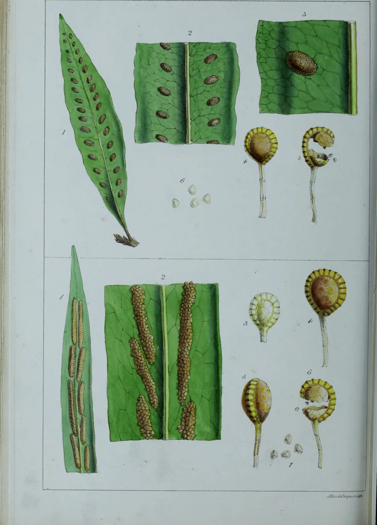 An illustration from Genera filicum, or, Illustrations of the ferns, and other allied genera / from the original coloured drawings of Francis Bauer ; with additions and descriptive letterpress, by Sir William Jackson Hooker., 1842, leaf 443