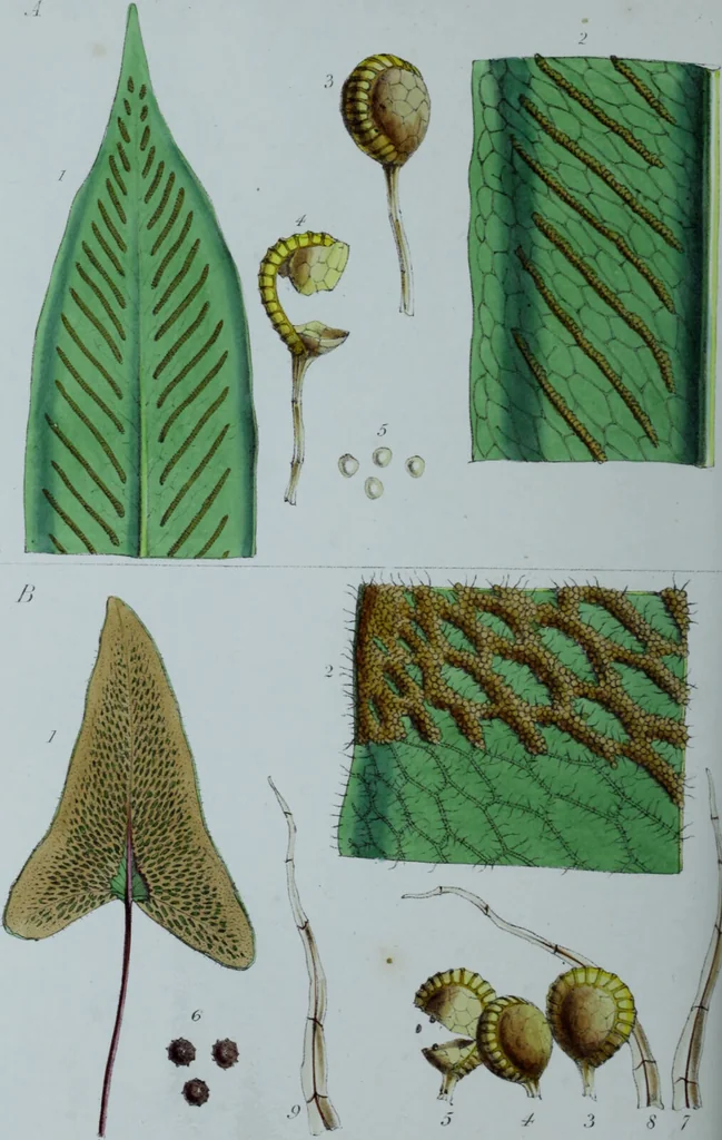 An illustration from Genera filicum, or, Illustrations of the ferns, and other allied genera / from the original coloured drawings of Francis Bauer ; with additions and descriptive letterpress, by Sir William Jackson Hooker., 1842, leaf 449