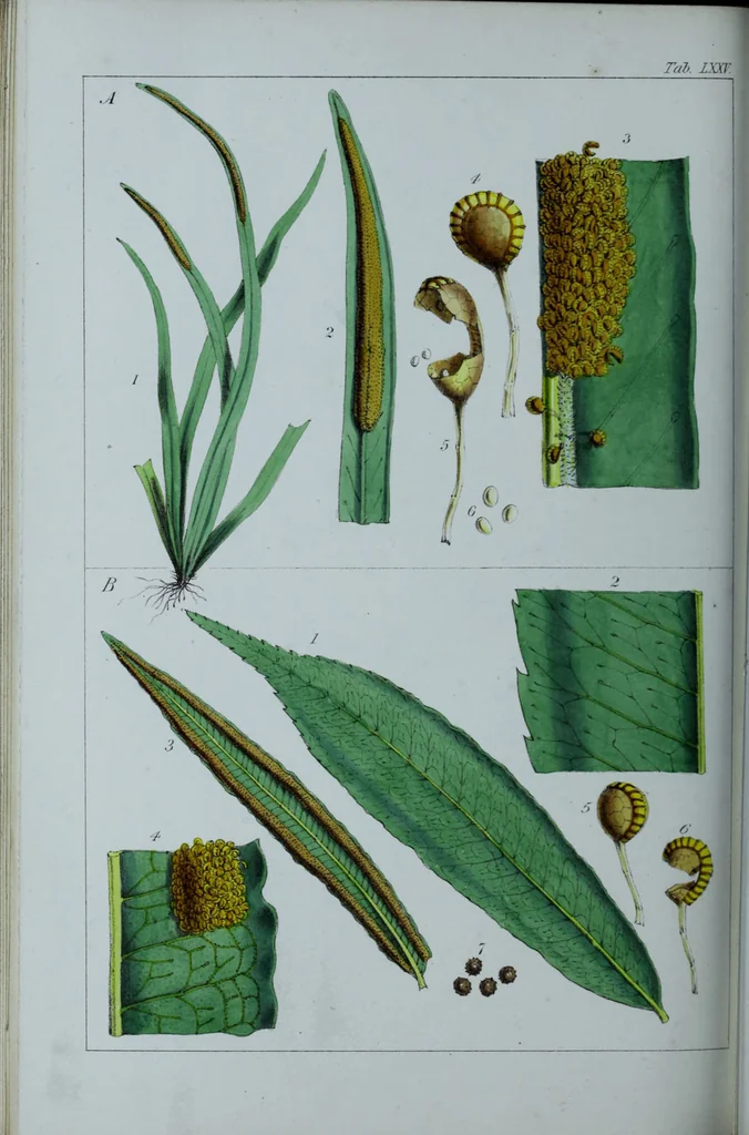 An illustration from Genera filicum, or, Illustrations of the ferns, and other allied genera / from the original coloured drawings of Francis Bauer ; with additions and descriptive letterpress, by Sir William Jackson Hooker., 1842, leaf 455