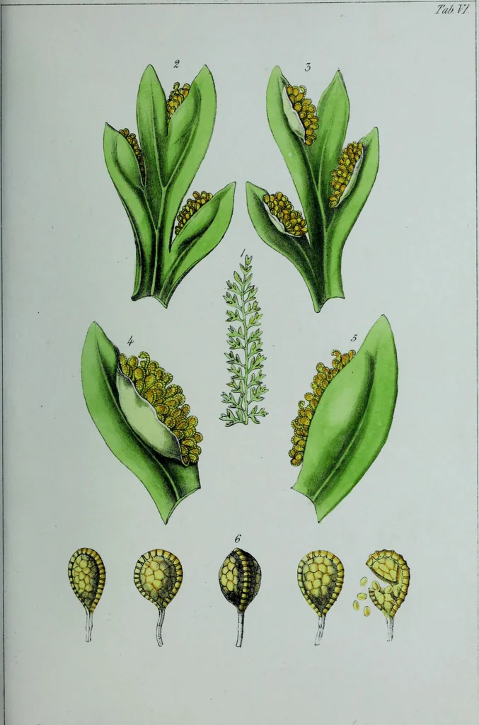 An illustration from Genera filicum, or, Illustrations of the ferns, and other allied genera / from the original coloured drawings of Francis Bauer ; with additions and descriptive letterpress, by Sir William Jackson Hooker., 1842, leaf 46