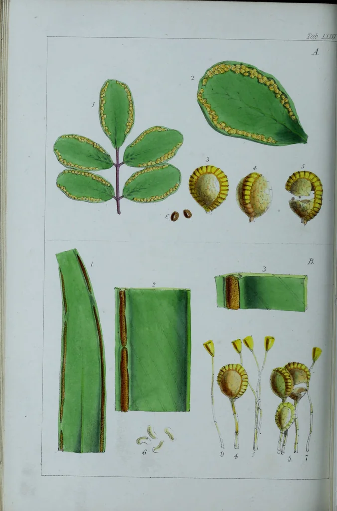 An illustration from Genera filicum, or, Illustrations of the ferns, and other allied genera / from the original coloured drawings of Francis Bauer ; with additions and descriptive letterpress, by Sir William Jackson Hooker., 1842, leaf 461