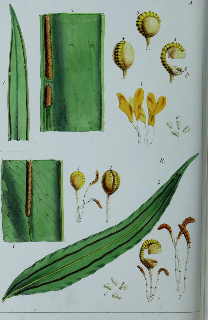An illustration from Genera filicum, or, Illustrations of the ferns, and other allied genera / from the original coloured drawings of Francis Bauer ; with additions and descriptive letterpress, by Sir William Jackson Hooker., 1842, leaf 467