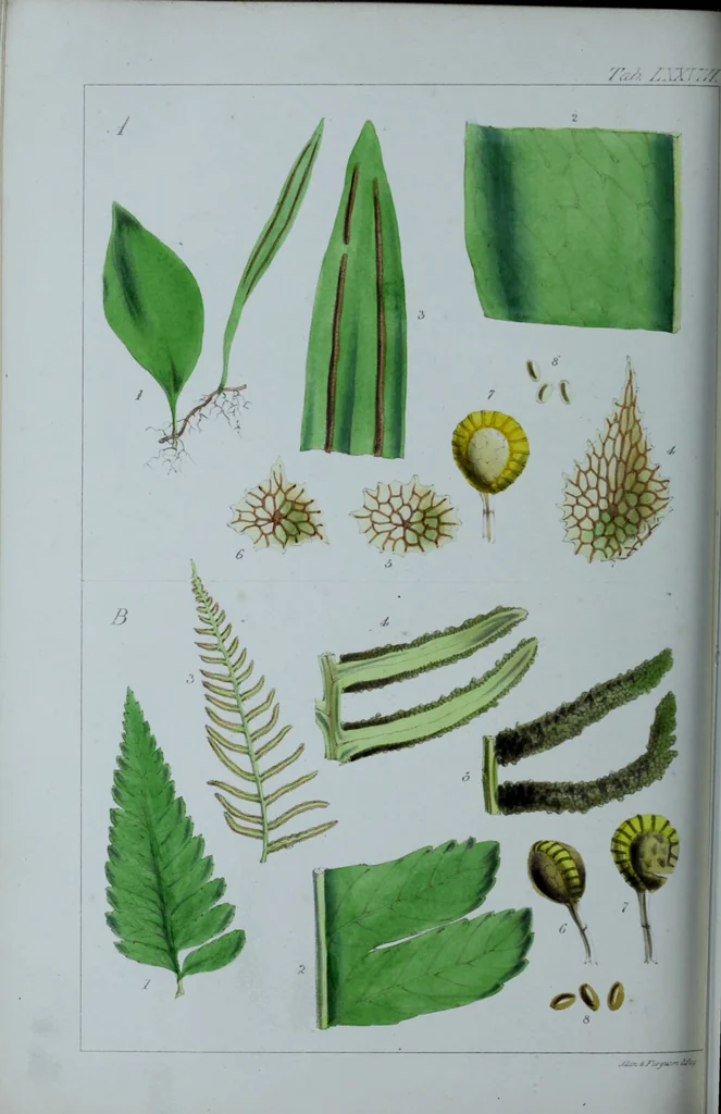 An illustration from Genera filicum, or, Illustrations of the ferns, and other allied genera / from the original coloured drawings of Francis Bauer ; with additions and descriptive letterpress, by Sir William Jackson Hooker., 1842, leaf 473