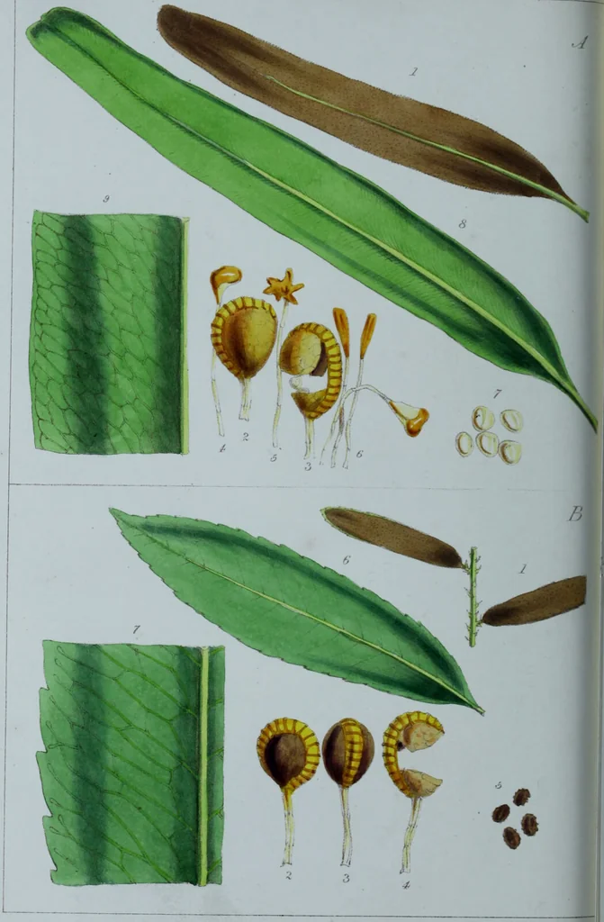 An illustration from Genera filicum, or, Illustrations of the ferns, and other allied genera / from the original coloured drawings of Francis Bauer ; with additions and descriptive letterpress, by Sir William Jackson Hooker., 1842, leaf 491