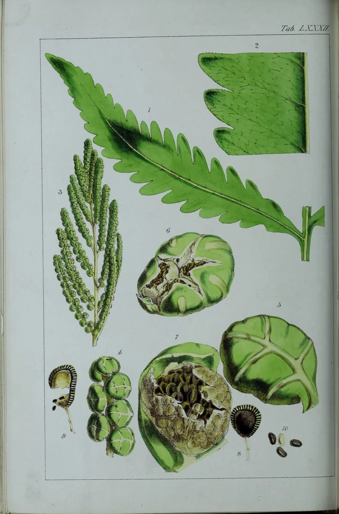An illustration from Genera filicum, or, Illustrations of the ferns, and other allied genera / from the original coloured drawings of Francis Bauer ; with additions and descriptive letterpress, by Sir William Jackson Hooker., 1842, leaf 497