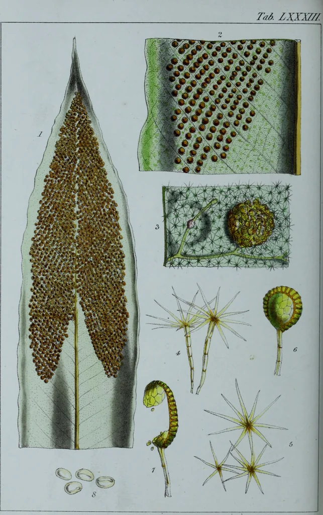An illustration from Genera filicum, or, Illustrations of the ferns, and other allied genera / from the original coloured drawings of Francis Bauer ; with additions and descriptive letterpress, by Sir William Jackson Hooker., 1842, leaf 503