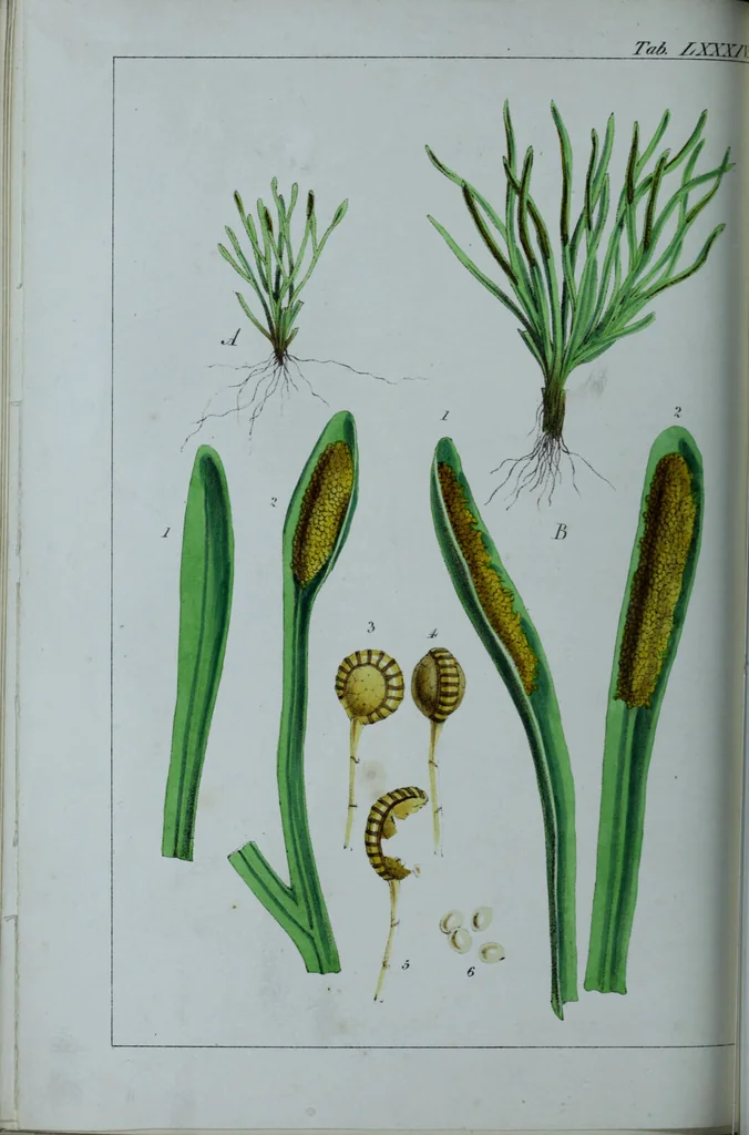 An illustration from Genera filicum, or, Illustrations of the ferns, and other allied genera / from the original coloured drawings of Francis Bauer ; with additions and descriptive letterpress, by Sir William Jackson Hooker., 1842, leaf 509