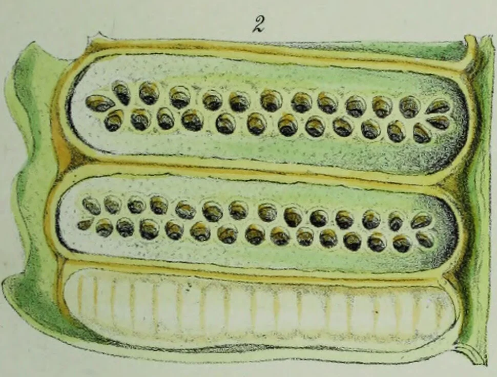 An illustration from Genera filicum, or, Illustrations of the ferns, and other allied genera / from the original coloured drawings of Francis Bauer ; with additions and descriptive letterpress, by Sir William Jackson Hooker., 1842, leaf 52